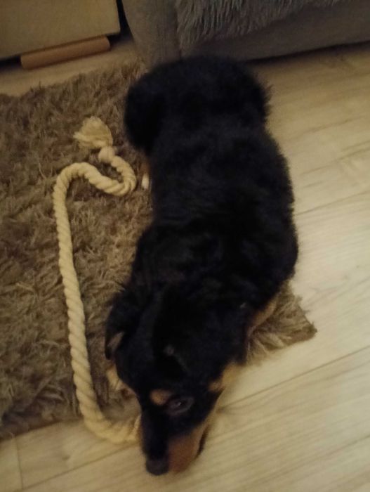 Oddam pieska za darmo