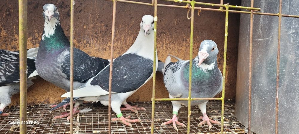 Gołębie staropolskie