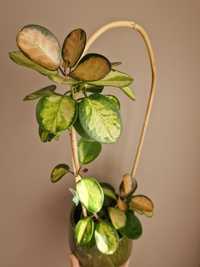 Hoya australis Lisa, duża roślina