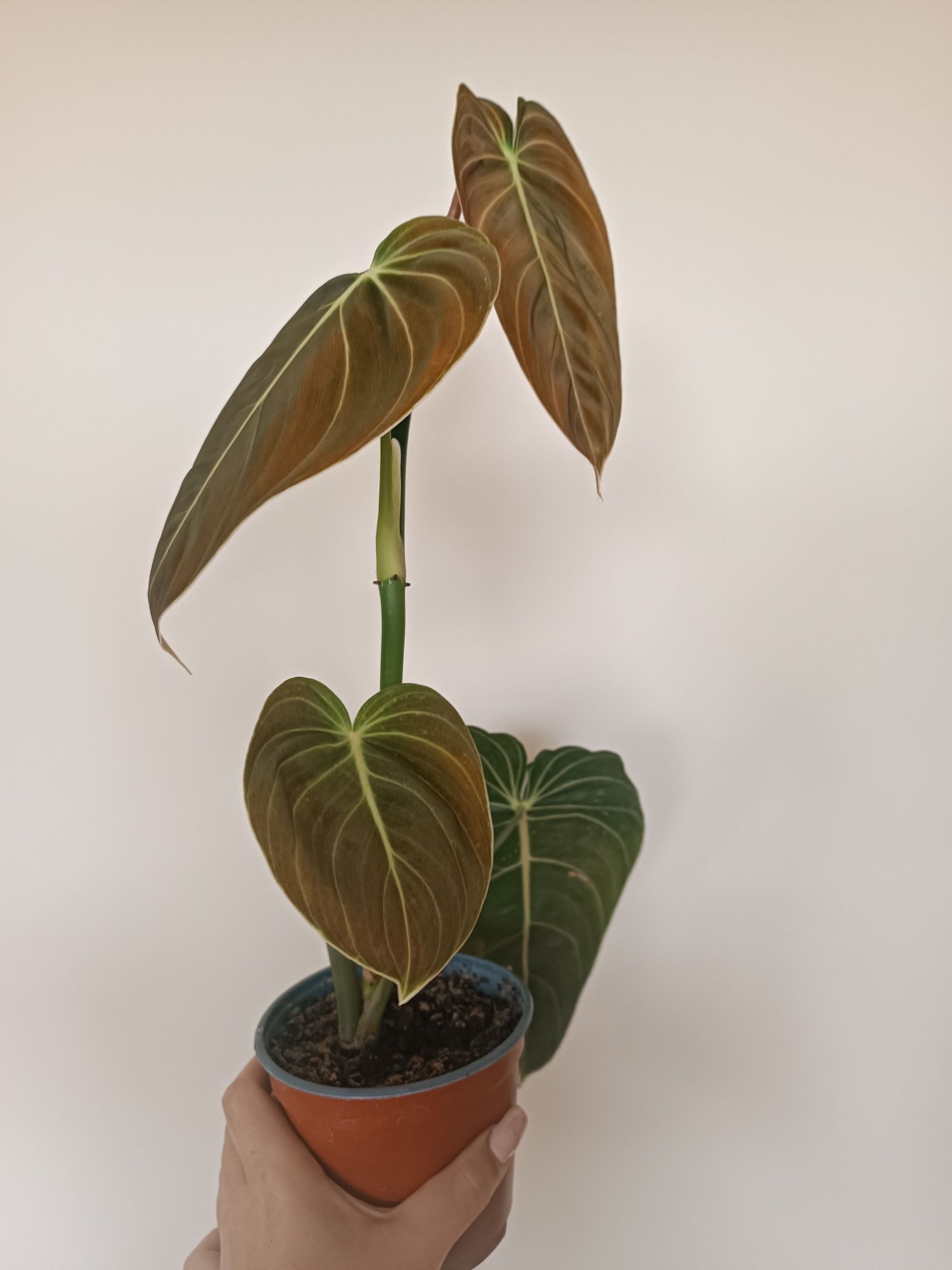 Philodendron melanochrystum