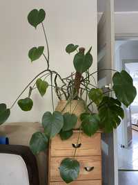 Monstera deliciosa 90 cm