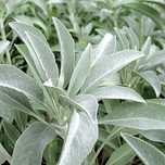 Salvia branca apiana 50 sementes