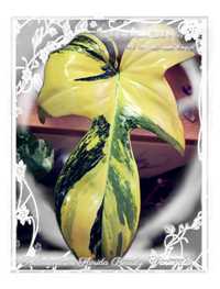 INTERNATIONAL Philodendron Florida Beauty Variegata filodendron alocas