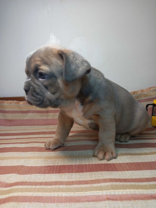 Суперові французики