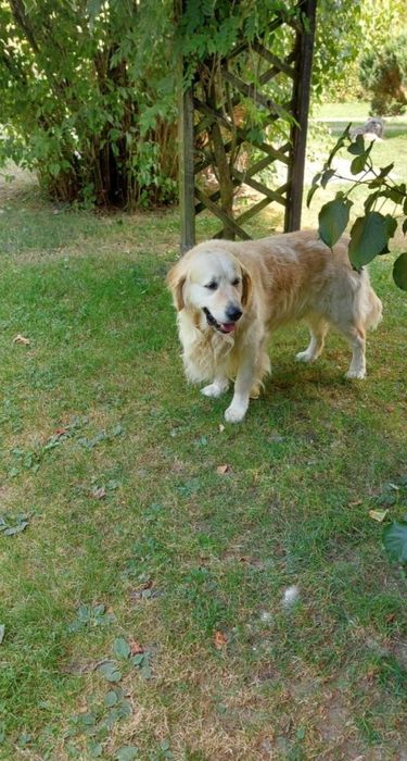 Golden retriever