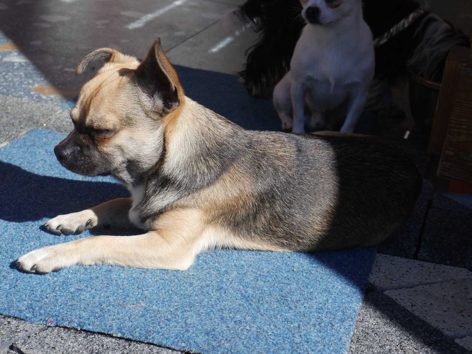 Chihuahua - pies