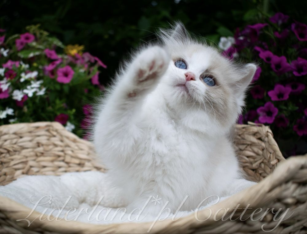 Przepiękne Kocięta Ragdoll FPL/FIFE