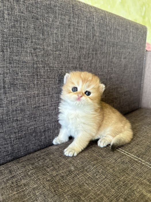 Шотландські кошенята