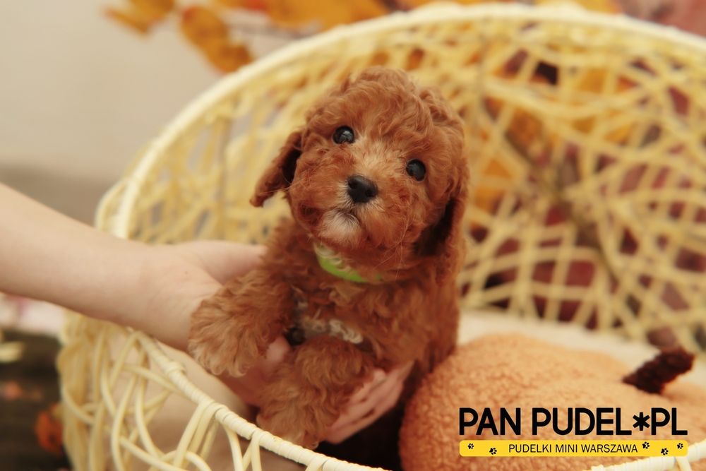 Pudel Toy Słodki Piesek Czerwony Z Białym Odbiór