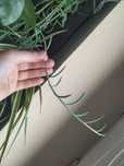 Senecio raddicans roślina kolekcjonerska