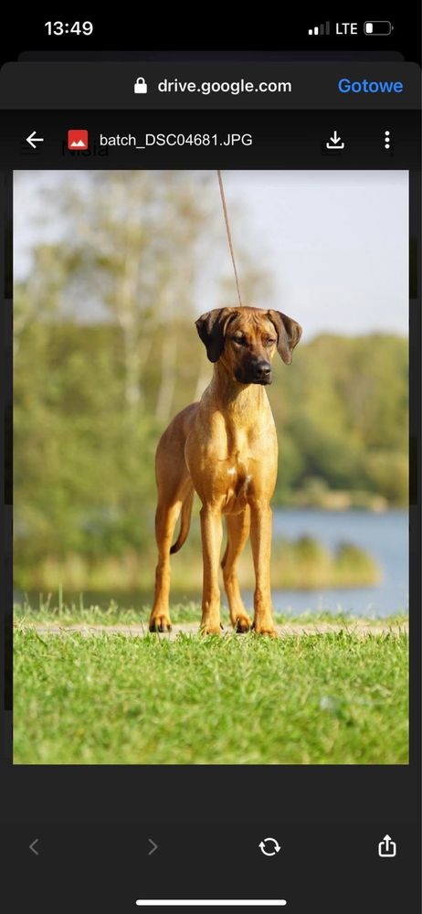 Rhodesian ridgeback rodezjan z pręgom szczenię szczeniaczek puppy ZKwP