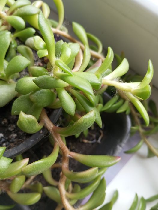 Кімнатна рослина Красула сукулент