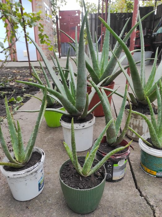 Алое, лікарська рослинна