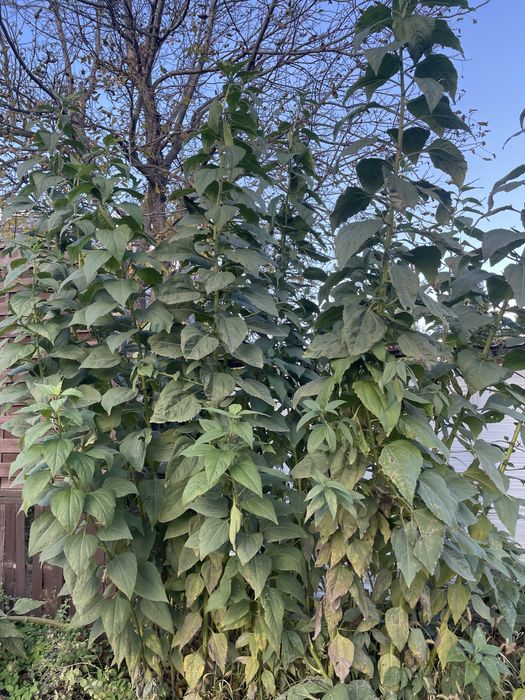 Topinambur słonecznik bulwiasty liście / bulwy świeże eko