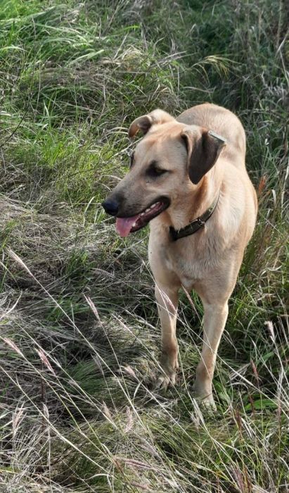 Отдам даром в добрые руки собаку метис лабрадора и овчарки