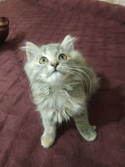 Пухнасте кошеня дівчинка