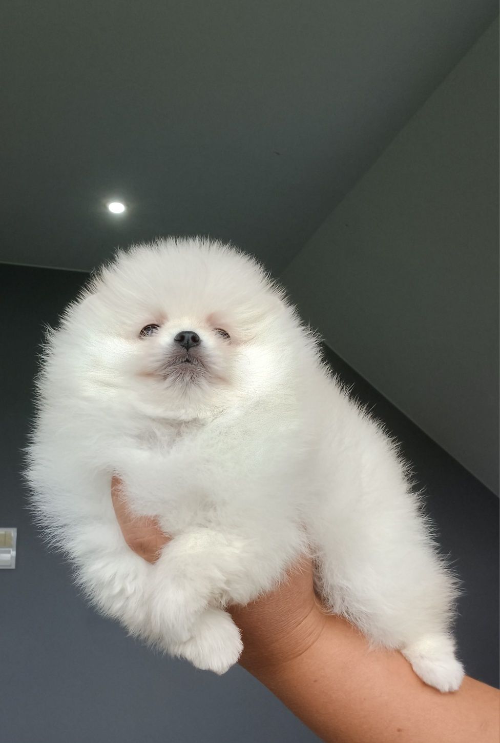 *Pomeranian Mini typ misia Piesek DRACO *