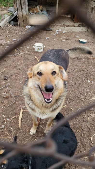 Кукла, стерильна, вік 1 рік шукає дім