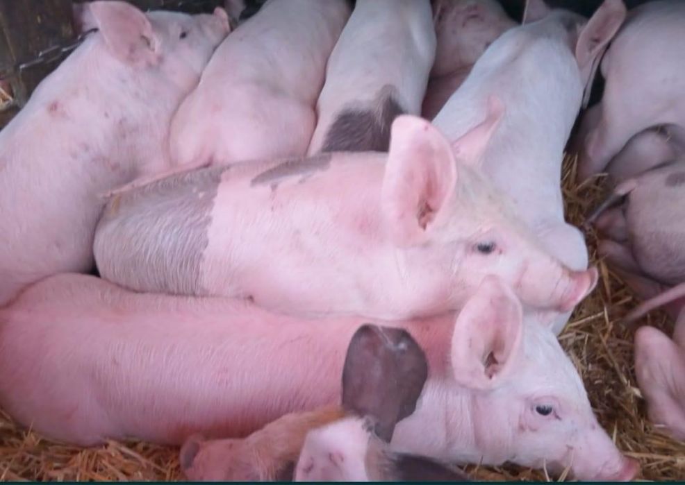 Поросята 10-30 кг. Pig choice