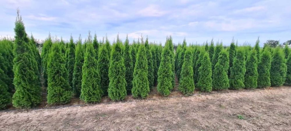 Tuja Szmaragd, Thuja Smaragd 160-180 cm BARDZO WYSOKA JAKOŚĆ-PRODUCENT