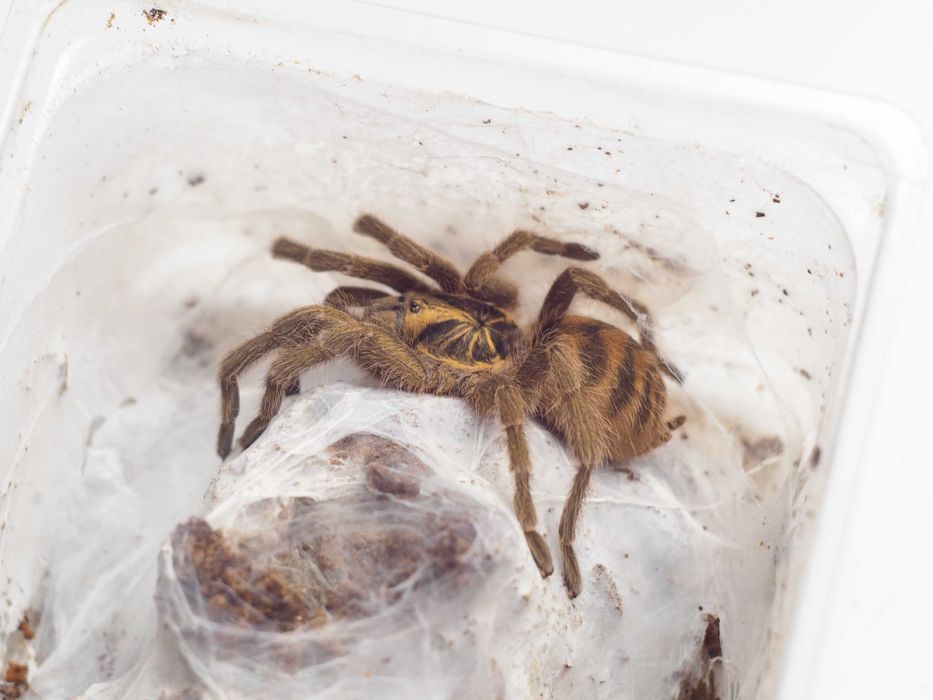 Neoholothele incei dorosłe samice 4dc ptasznik pająk