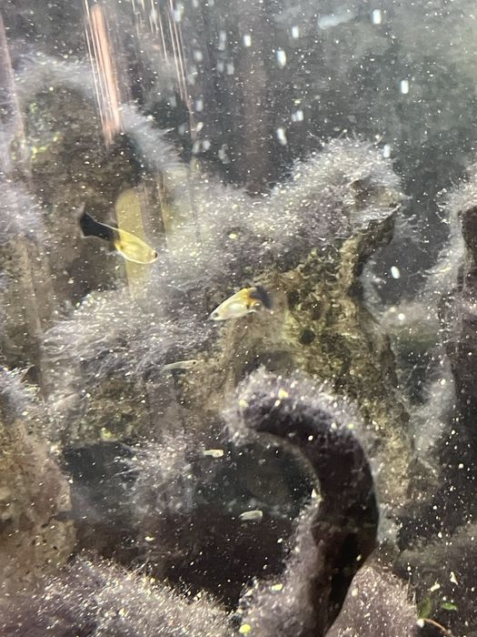 Guppy e Molly  juvenis