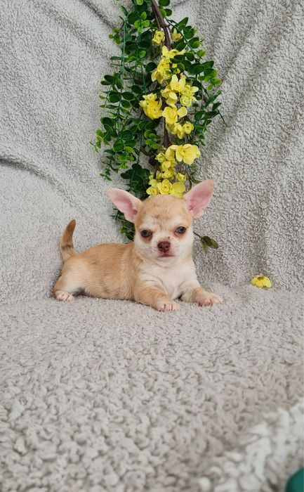 Estupenda mini Merle de Qualidade. Linhagem Russa