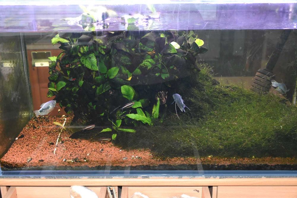 Велика мангрова коряга (корч) з рослинами для акваріуму