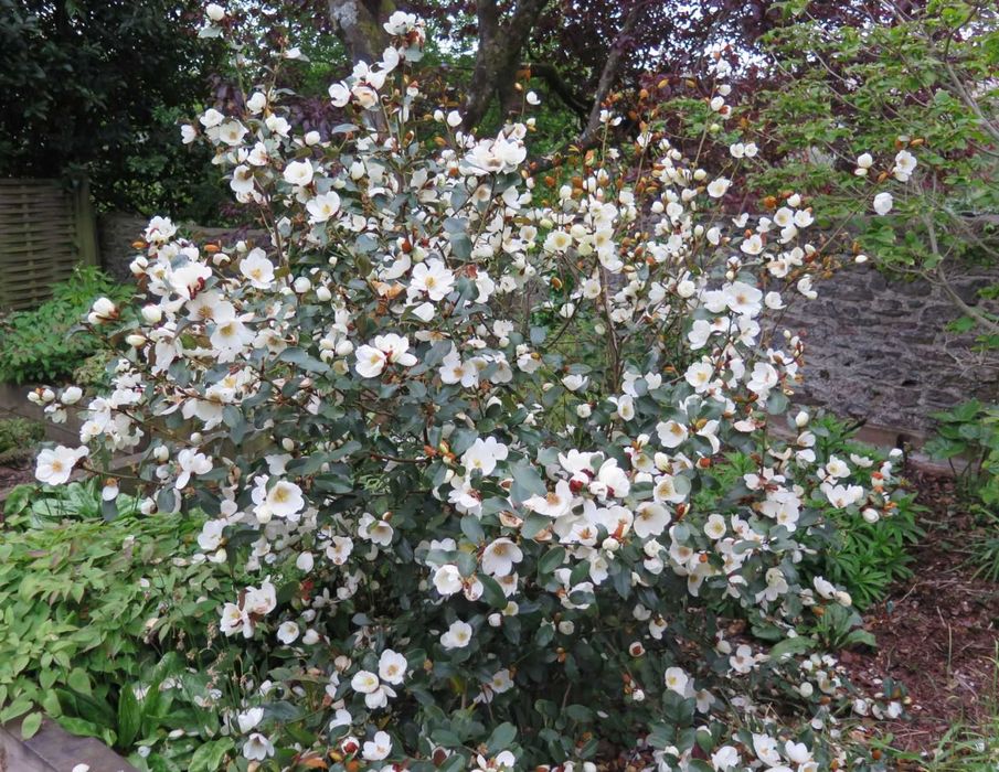 Magnolia wieczniezielona "Gail's Favourite", pachnąca!