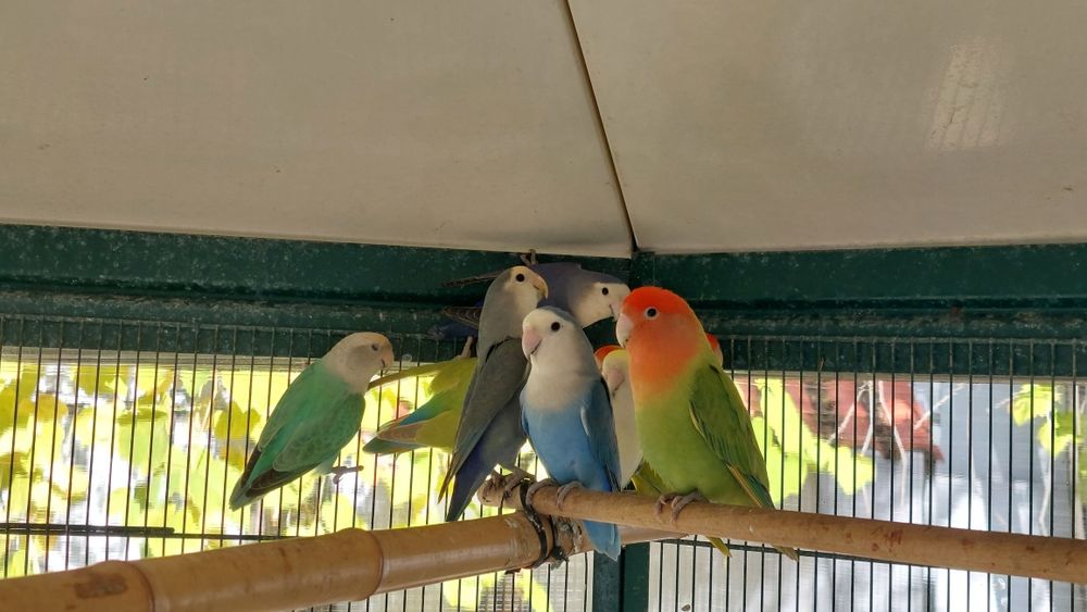 Rosicolies várias mutações