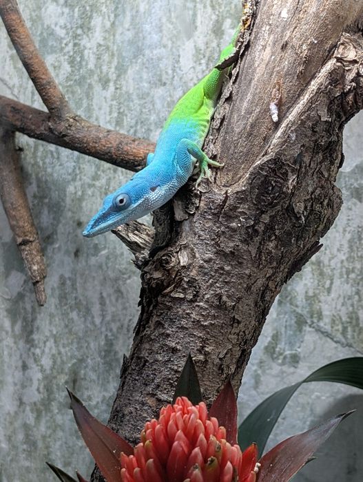 Anolis allisoni. Jaszczurka dzienna.