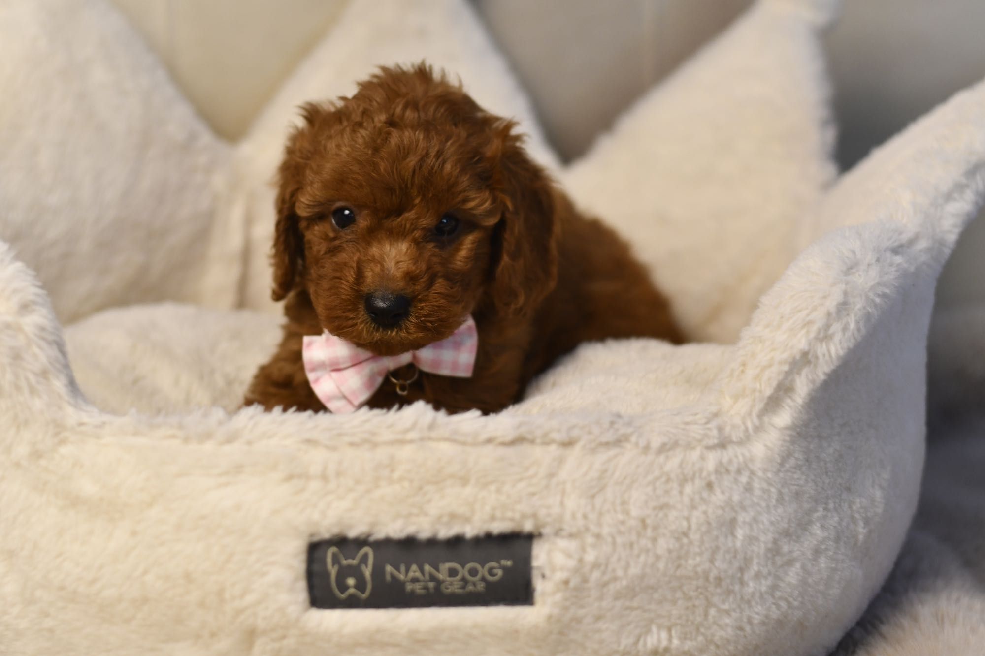 Cavapoo F1 RED BROWN wyjątkowa dziewczynka gotowa do odbioru