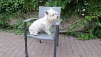 West Higholand WHITE TERRIER z rodowodem