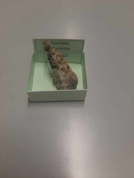 Turritela Miocénico Fóssil