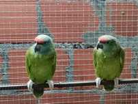 Casal de Amazona festiva bodini ou a unidade