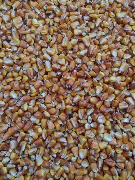 Продам кукурудзу! 2025р Волога 13.5%