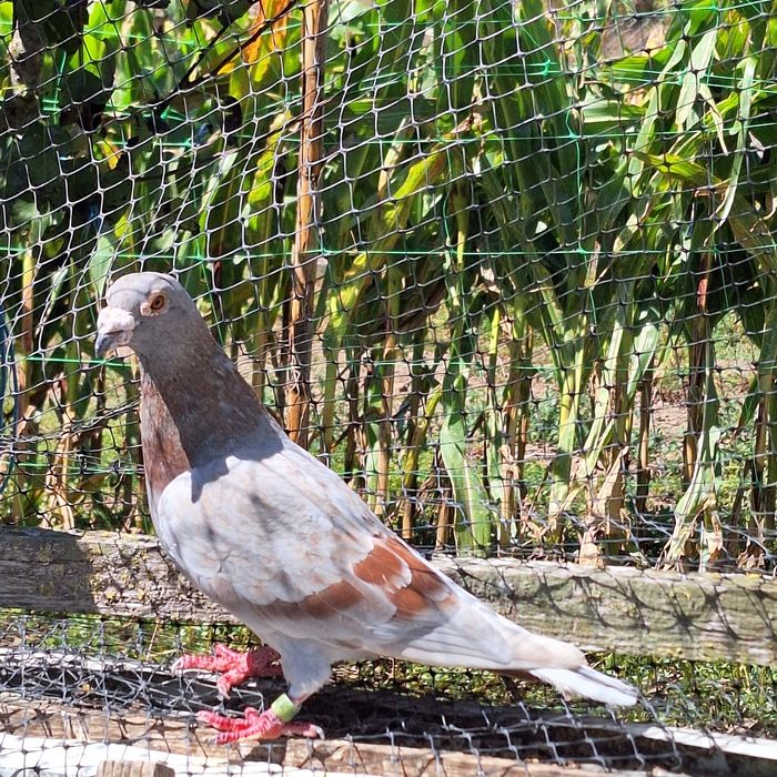 Vendo ou troco pombo correio