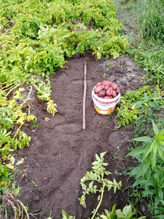 Ziemniaki red sonia i lawenda