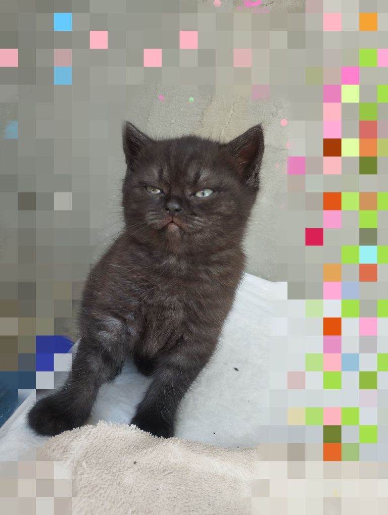Продам Шотландские котята, мальчик и девочка