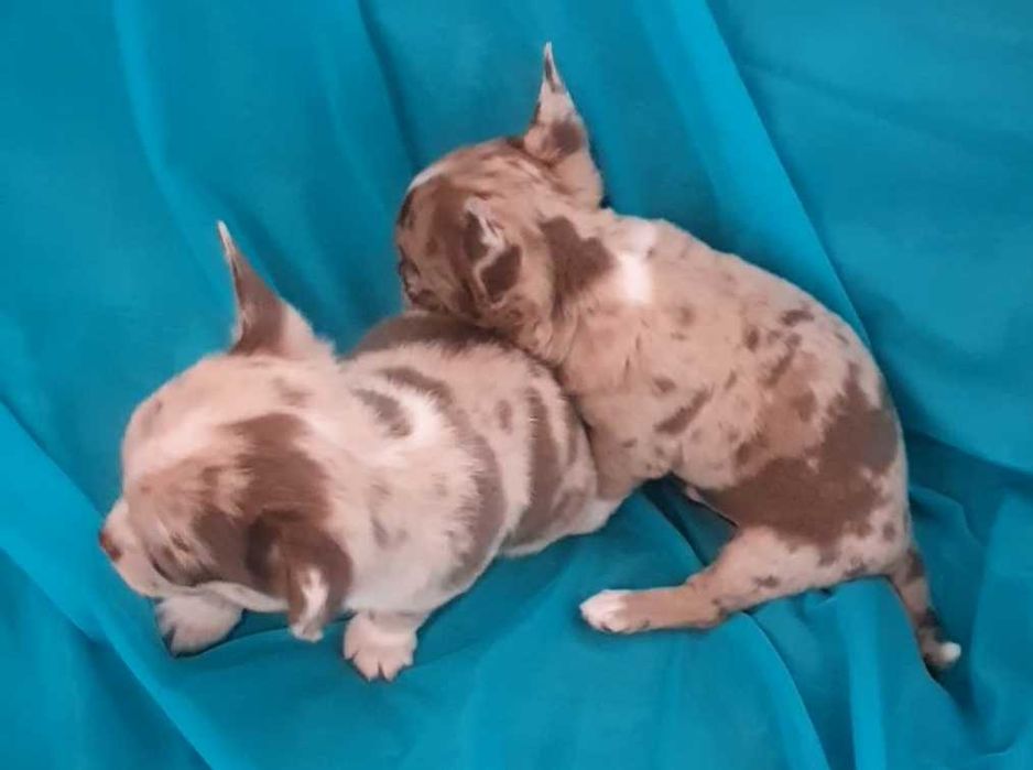 Мармурове диво. Хлопчик.