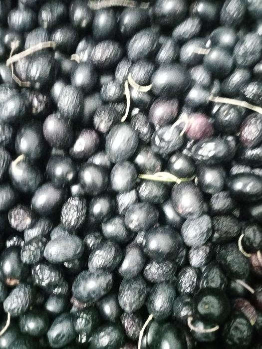 Azeitona biológica para azeite