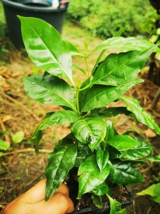 Planta do café que pode têr como planta de interior