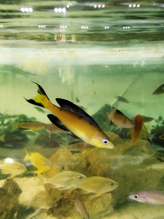 Cyprichromis microlepidotus Kasai tanganika