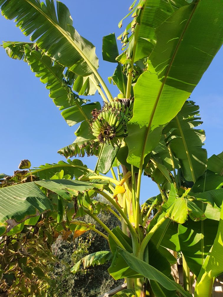 Bananeira com 2 metros de altura