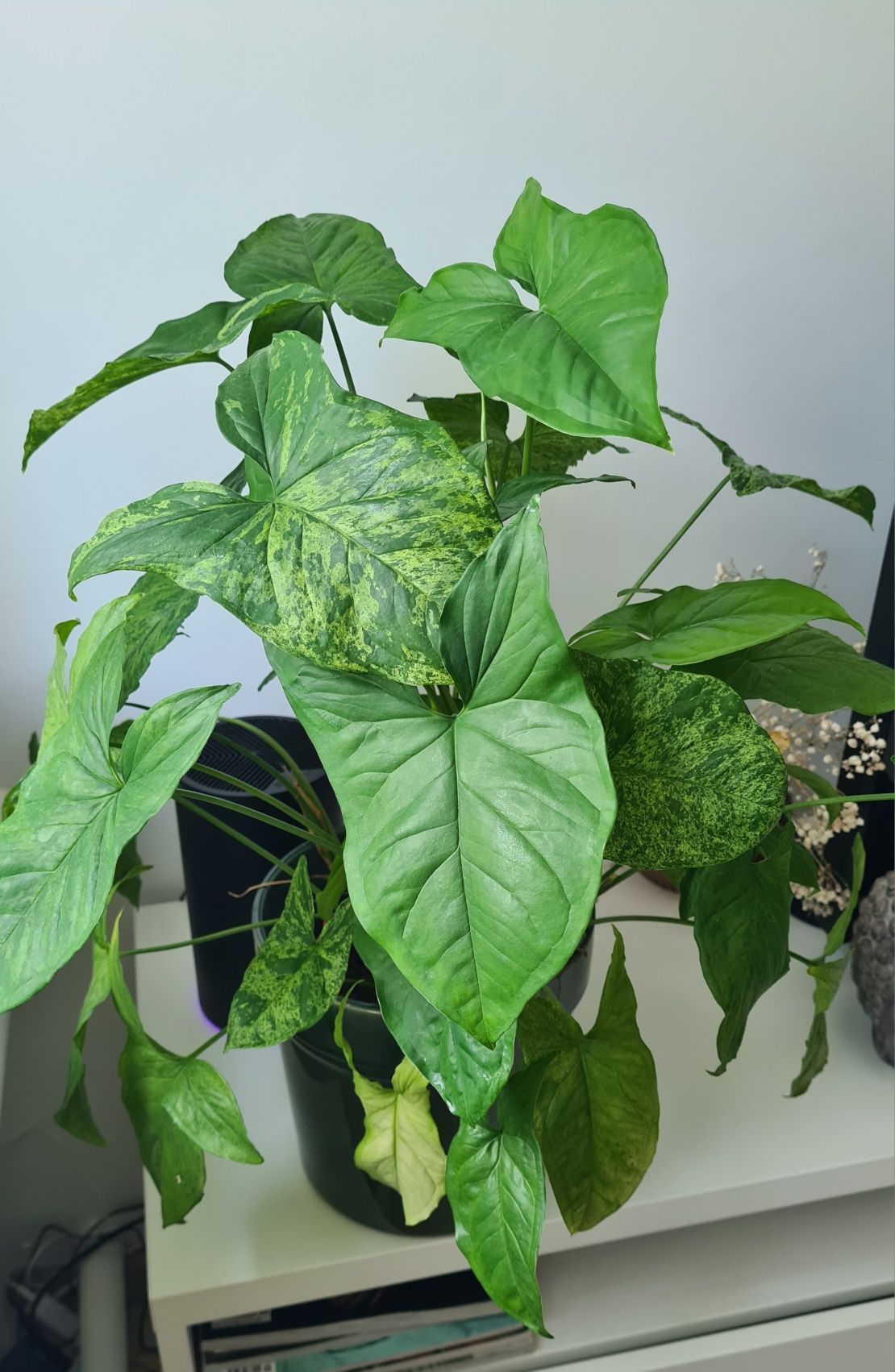 Syngonium 'Mottled Mojito"