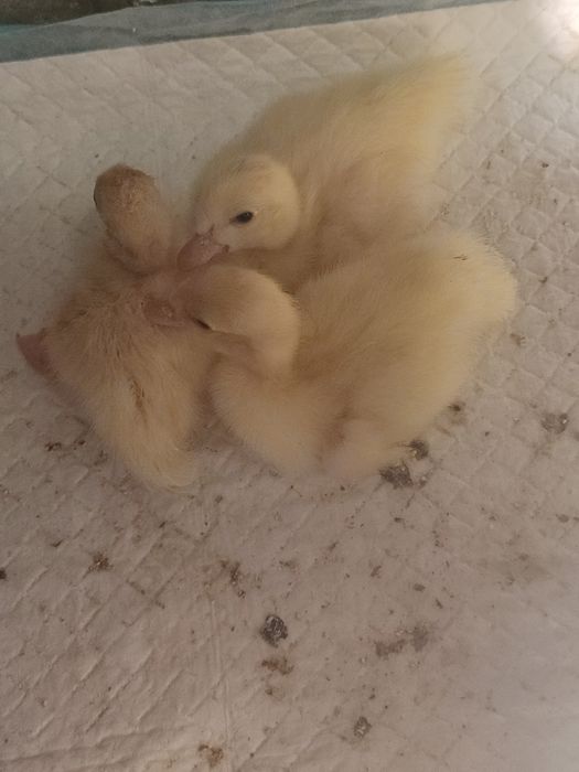 Каченята мускусні німецької лінії