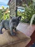 Buldog Feancuski