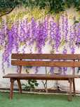 Wisteria glicynia sztuczna girlanda kwiatowa dekoracja 12 sztuk