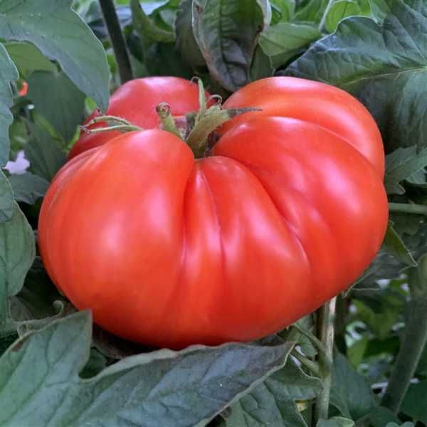 sementes tomate gigante