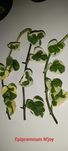 Epipremnum / philodendron